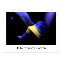 Iris holandés, azul púrpura, plantilla de la posta