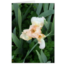 Iris pálido tarjetas