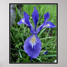 Iris perfecto posters