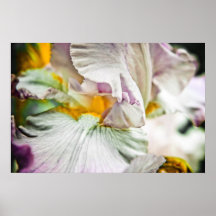 Iris Posters