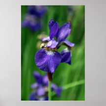 Iris Posters