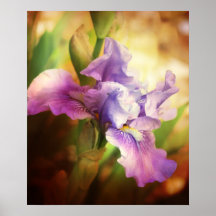 Iris Poster
