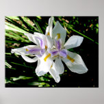 Iris - poster salvaje del iris