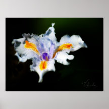 iris posters
