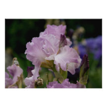 Iris púrpura anuncio