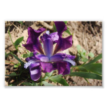 Iris púrpura fotografía  