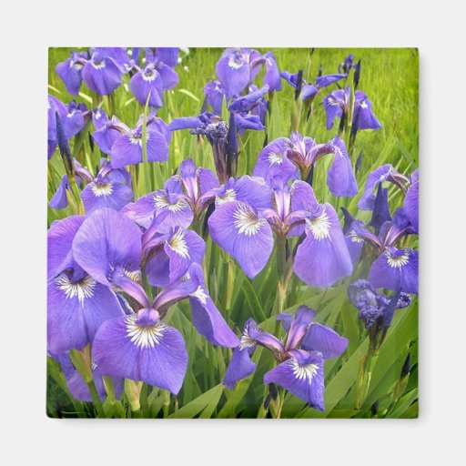 Iris púrpura imán de frigorifico