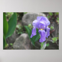 Iris púrpura poster