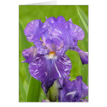 Iris púrpura tarjetas