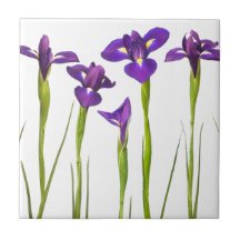Iris púrpuras aislados en un fondo blanco tejas  ceramicas