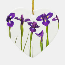 Iris púrpuras aislados en un fondo blanco ornato