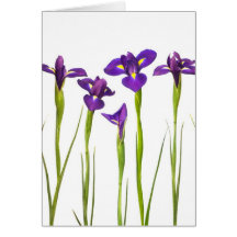 Iris púrpuras aislados en un fondo blanco tarjeta