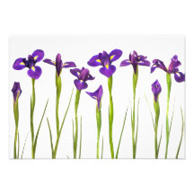 Iris púrpuras - plantilla modificada para requisit comunicado