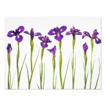 Iris púrpuras - plantilla modificada para requisit arte fotográfico