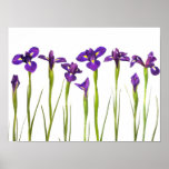 Iris púrpuras - plantilla modificada para requisit impresiones
