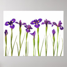 Iris púrpuras - plantilla modificada para requisit impresiones