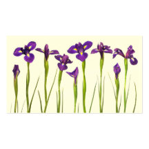Iris púrpuras - plantilla modificada para requisit plantillas de tarjetas personales