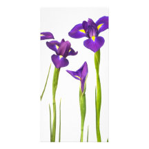 Iris púrpuras - plantilla modificada para requisit tarjetas fotográficas personalizadas