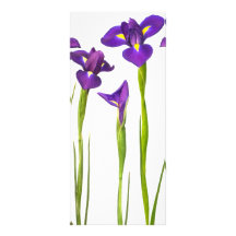 Iris púrpuras - plantilla modificada para requisit plantillas de lonas