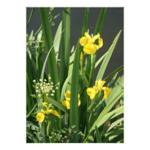 Iris que crecen en la orilla del río en el banco d invitacion personal 