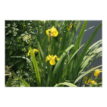 Iris que crecen en la orilla del río en el banco d impresiones fotográficas
