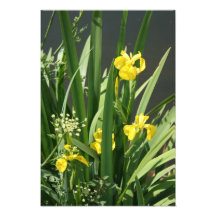 Iris que crecen en la orilla del río en el banco d cojinete