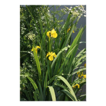 Iris que crecen en la orilla del río en el banco d fotografia