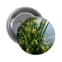 Iris que crecen en la orilla del río en el banco d pin