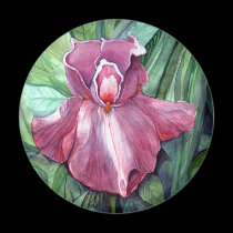 Iris rosado imanes