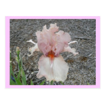 Iris rosado precioso postales