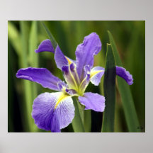 Iris, S Cyr Impresiones