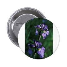 Iris salvaje pin