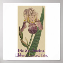 Iris Sambucina. iris Anciano-perfumado Poster