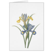 Iris Xiphium Felicitaciones