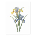 Iris Xiphium Postales