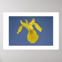 Iris yellow posters