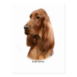 Irish Setter 9Y177D-97 Tarjeta Postal