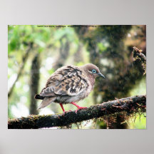 Isla de Santa Cruz, las Islas Galápagos, pájaro en Posters