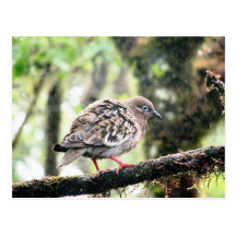 Isla de Santa Cruz, las Islas Galápagos, pájaro en Tarjeta Postal