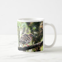 Isla de Santa Cruz, las Islas Galápagos, pájaro en Taza De Café