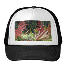 Isla grande del gorra de los jardines botánicos de