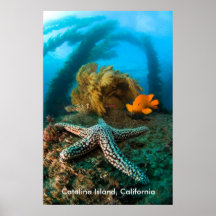 Isla subacuática de Catalina, California Poster