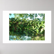 Ivy Impresiones