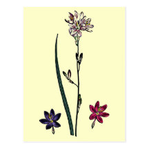 Ixia Flexuosa Postales