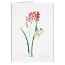 Ixia y copo de nieve de verano tarjeton