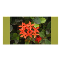 Ixora Coccinea en México Tarjeta Fotografica Personalizada