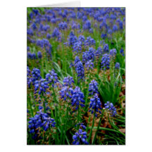 Jacinto armenio azul Notecard Tarjeta