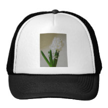 Jacinto blanco gorras