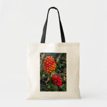 Jack-En--Púlpito (Arisaema Atrorubens Var Bolsa