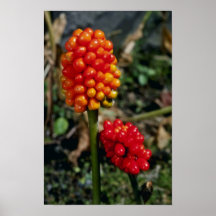 Jack-En--Púlpito (Arisaema Atrorubens Var Posters